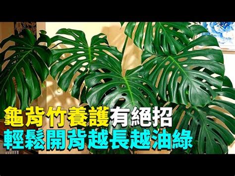 龜背芋適合放室內嗎|龜背芋可以養在室內嗎？探索這株美麗植物的室內養護指南